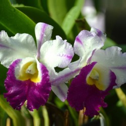 Purple And White Orchids